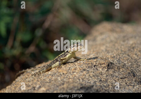 lézard sur la roche Banque D'Images