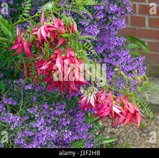 Clianthus puniceus Kaka King Banque D'Images