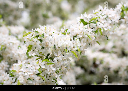 Malus transitoria fleurissent au printemps. Banque D'Images