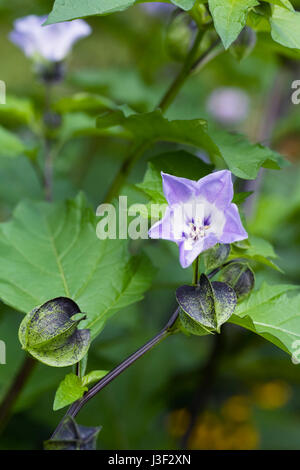 Nicandra physalodes fleurs. Banque D'Images