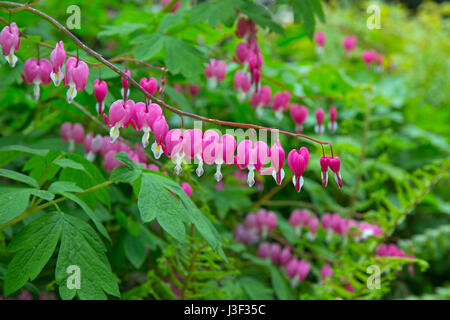 Le cœur-Lamprocapnos spectabilis Plante Banque D'Images