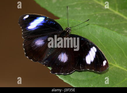 Grand mâle gold music commun (papillons Hypolimnas bolina) montrant des yeux irisés des taches sur les extensions intérieures. Portée : l'Inde à l'Indonésie, l'Australie et Nouvelle Zélande Banque D'Images