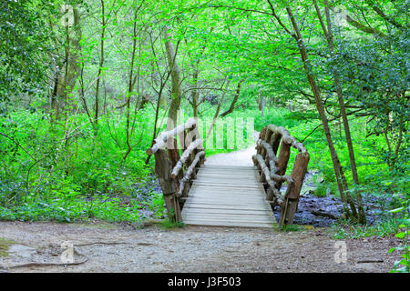 Pont en bois rustique sur un ruisseau boueux sur une piste de marche à travers une forêt, scène d'été . Banque D'Images