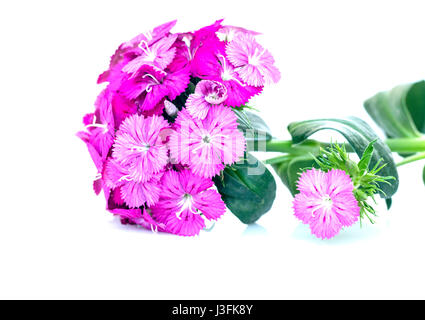 Dianthus barbatus (Sweet William) fleurs rose isolé sur fond blanc libre. Banque D'Images