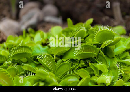 Photo de gros plan vert petite touffe dionée. La dionée (Dionaea muscipula) plante carnivore originaire de zones humides subtropicales à l'Est Coa Banque D'Images