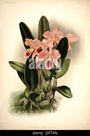 Illustration botanique de Frederick Sander de 'Reichenbachia I' en 1888, représentant l'orchidée Cattleya percivaliana. L'illustration montre les caractéristiques détaillées de la fleur, soulignant sa beauté et sa structure délicate. Banque D'Images