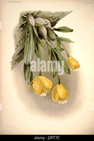 L'œuvre de Frederick Sander de 1888, Reichenbachia I planche 20, présente Cattleya citrina, une espèce d'orchidée connue pour ses fleurs jaune vif. Sander était une figure influente de la culture des orchidées, et ses illustrations sont très appréciées pour leur représentation détaillée et précise des espèces végétales. Banque D'Images