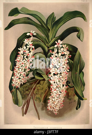 Cette illustration botanique de Frederick Sander tirée du livre *Reichenbachia I* (1888) présente *Saccolabium giganteum*, une espèce d'orchidée connue pour ses grandes fleurs saisissantes originaires d'Asie du Sud-est. Banque D'Images