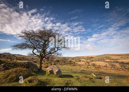 Une campagne paisible scène d'un arbre à l'aubépine Emsworthy sur mire Dartmoor National Park sur un matin ensoleillé. Banque D'Images