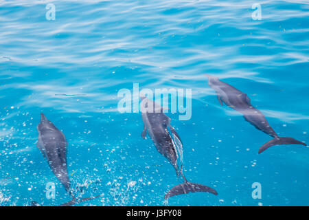 Les dauphins nager dans les eaux cristallines de l'eau de l'Océan turquoise Banque D'Images