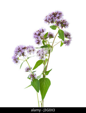 La floraison de l'origan (Origanum vulgare) isolé sur fond blanc Banque D'Images