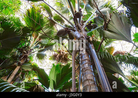 Une vue du bas vers le haut sur le Coco de Mer de palmiers. La forêt de palmiers de la Vallée de Mai, Praslin Island, Seychelles. Banque D'Images