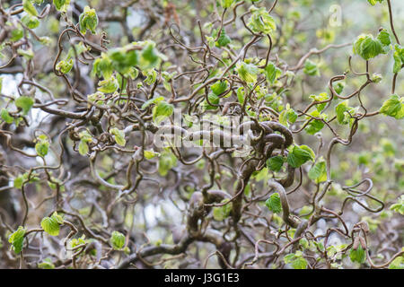 Corkscrew Hazel - Corylus avellana Contorta Banque D'Images