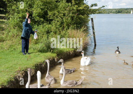 Rotherham, South Yorkshire, UK : Jeune garçon thrws pain pour les cygnes et cygnets au lac le 1er mai à Rother Valley Country Park Banque D'Images