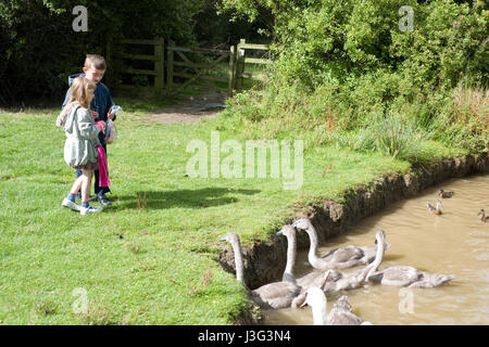 Rotherham, South Yorkshire, UK : nourrir les enfants et swan cygnets au lac le 1er mai à Rother Valley Country Park Banque D'Images