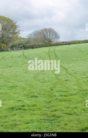 Les voies de l'élevage en pâturage vert champ dans Cornwall, UK. Banque D'Images