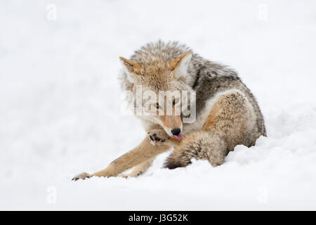 ( Kojote / Coyote Canis latrans ) en hiver, sitting in snow, lécher sa patte avec la langue, regardant attentivement, NP Yellowstone, Wyoming, USA. Banque D'Images