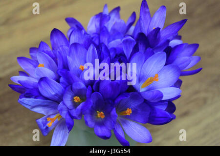 Crocus fleurs de printemps bouquet sur fond de bois Banque D'Images