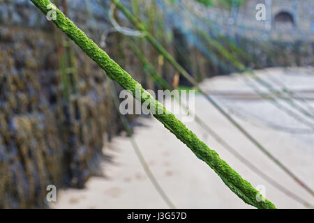 Couvert d'algues marines, amarres avec profondeur de champ de sable et mur de la mer avec des lignes à la distance. Banque D'Images