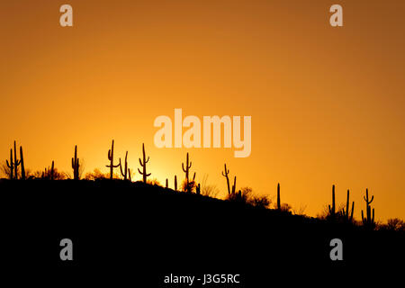 Cactus Hill le lever du soleil, la Forêt Nationale de Tonto, Arizona USA Banque D'Images