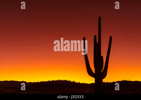 Saguaro Cactus Desert, Arizona USA Banque D'Images