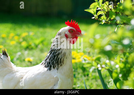 Une poule sussex dans un champ sur une journée ensoleillée. Banque D'Images