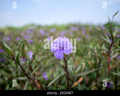 Popping mauve Pod ou Ruellia Tuberosa blooming sur un champ. Banque D'Images