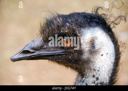 Cette jolie ses cheveux bouclés Emu quand elle a entendu que nous visitions. Banque D'Images