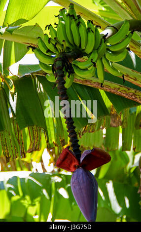 Bananier avec une grande fleur pourpre et de bananes. Banque D'Images