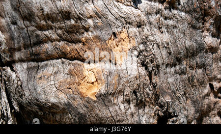 Écorce d'olivier Banque D'Images