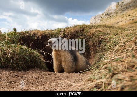 Portrait d'une marmotte alpine Banque D'Images