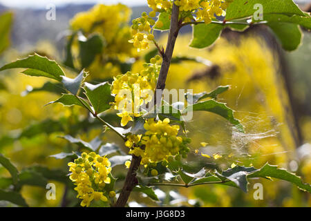 Fleurs de mahonia Banque D'Images