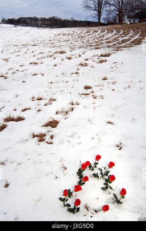 Roses rouges qui créent une forme du cœur de Valentin dans domaine de blanche neige Banque D'Images