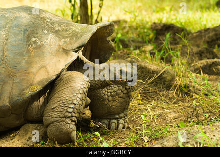 Les tortues terrestres sont des animaux herbivores avec un régime alimentaire composé de cactus, d'herbes, de feuilles, de vignes, et des fruits, ce qui pose à l'intérieur de la forêt Banque D'Images