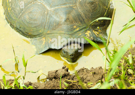 Les tortues terrestres sont des animaux herbivores avec un régime alimentaire composé de cactus, d'herbes, feuilles et fruits, de repos à l'intérieur d'un marais à l'intérieur de la forêt Banque D'Images