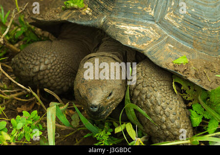 Libre d'une belle grosse tortue qui pose à l'intérieur de la forêt Banque D'Images