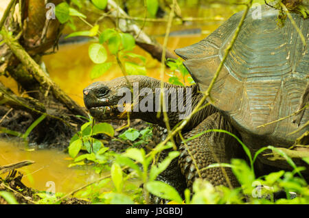 Les tortues terrestres sont des animaux herbivores avec un régime alimentaire composé de cactus, d'herbes, feuilles et fruits, la marche à l'intérieur de la forêt à travers un marais Banque D'Images