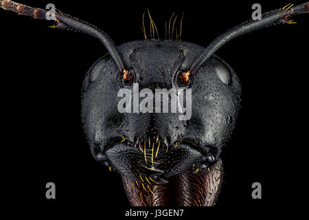 Extreme macro portrait d'une fourmi, précise et détaillée, grossie 4 fois par le biais d'un microscope. Extreme macro portrait d'une fourmi, Sharp et de Banque D'Images