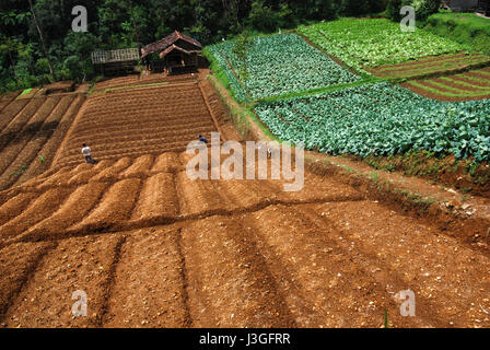 Un champ agricole à l'extérieur du parc national du Mont Gede Pangrango, à l'ouest de Java, en Indonésie. Banque D'Images