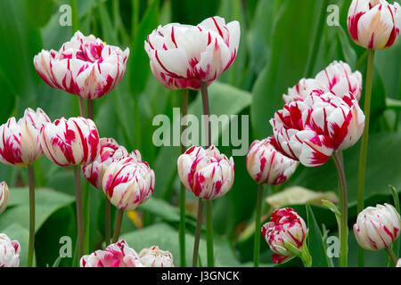 Tulipa 'Carnaval de Nice' de plus en bordure de jardin Banque D'Images
