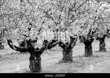 Blossoming cherry (Prunus sp.) au printemps, Thuringe, Hesse, Germany, Europe Banque D'Images