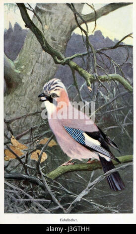 Garrulus est un genre d'oiseaux de la famille des corneilles, le Jay eurasien étant l'espèce la plus connue. « Brehms » fait référence à la vie des oiseaux de Brehm, un travail complet sur l'ornithologie d'Alfred Brehm, qui décrit diverses espèces d'oiseaux, y compris le jay eurasien. Banque D'Images