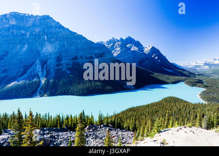 Le glacier Peyto Lake est un lac situé dans le parc national de Banff dans les Rocheuses canadiennes. Le lac lui-même est facilement accessible depuis la promenade des Glaciers Banque D'Images