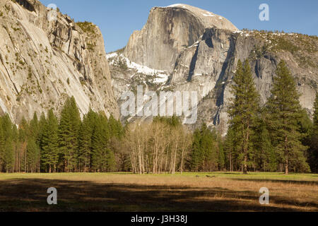 Yosemite National Park, California, USA. Photo de paysage couleur Cuisine prairie avec demi-dôme emblématique rock formation in background arbres en premier plan. Banque D'Images