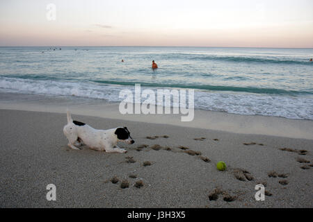 Miami Beach Florida,Océan Atlantique,eau,rivage,plage publique,sable,rivage,littoral,mer,chien,balle,animal,jouer,paw print,Jack Russell terrier,surf,FL080911025 Banque D'Images