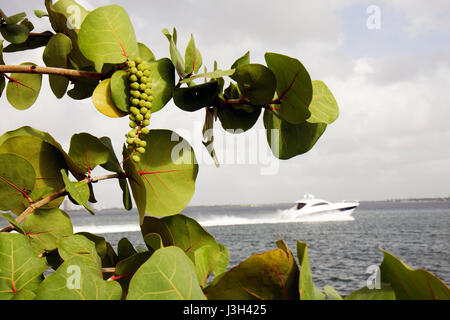 Miami Beach Florida,Biscayne Bay,hors-bord,bateau,cabine de croisière,rivage,raisin de mer,cocoloba uvifera,arbre,tropical,feuilles,fruits,eau,FL080911080 Banque D'Images