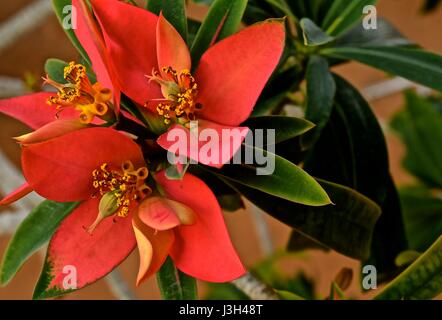 Desert Rose est une plante originaire d'Afrique et la péninsule arabique. Avec des fleurs colorées, elles sont couramment utilisées pour la culture en bonsai. Banque D'Images