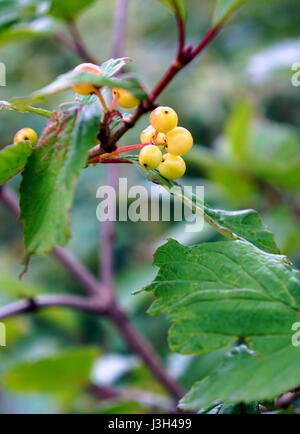 Canneberge et baies (Viburnum trilobum) Banque D'Images