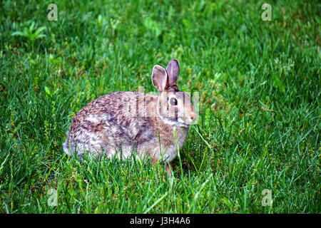 Phases de croissance de lapins de lapin, mûri mange de l'herbe dans la cour Banque D'Images