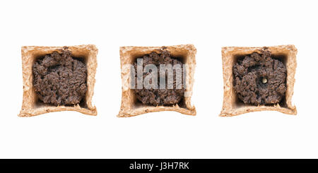 Pot de tourbe avec sol en trois états : vide, préparées pour l'ensemencement de graines plantées avec et en elle. Vue d'en haut. Isolated on white Banque D'Images